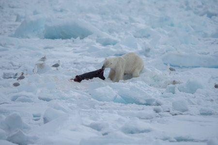 Polar Bear (Ursus maritimus) Spitsbergen North Oceanの写真素材