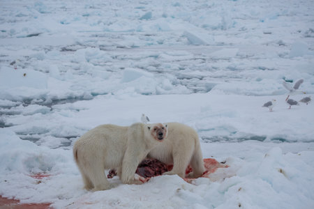 Polar Bear (Ursus maritimus) Spitsbergen North Oceanの写真素材