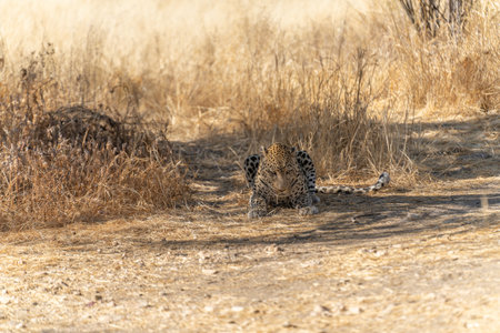 a leopard searching for prey in the grasslands of Namibia's Kalahari Desertの写真素材