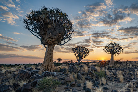 Desert landscape with quiver trees (Aloe dichotoma), Northern Cape, South Africa