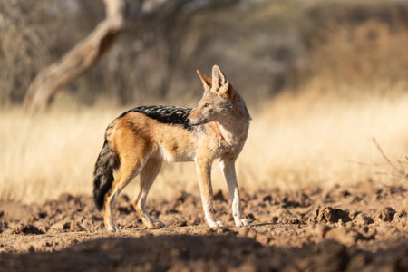 A jackal searching for prey in the grasslands of the Kalahari Desert in Namibia.の写真素材