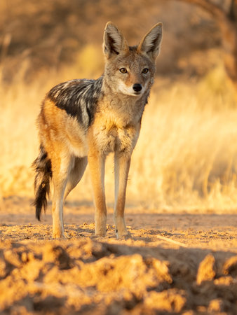 A jackal searching for prey in the grasslands of the Kalahari Desert in Namibia.の写真素材