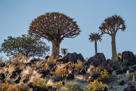 Desert landscape with quiver trees (Aloe dichotoma), Northern Cape, South Africa