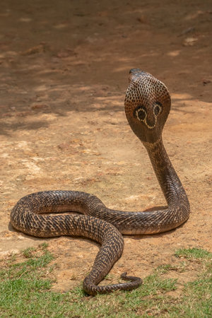 The cobra is the common name of some elapids able to widen the ribs to form the famous hood.の写真素材