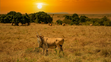 An eland bull (Taurotragus oryx) glances at the camera as he walks across a hilly savannah. Ol Pejeta Conservancy, Laikipia, Kenya.の写真素材