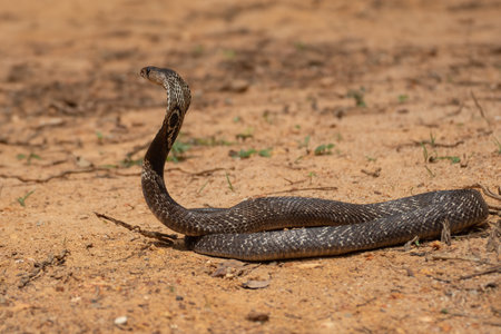 The cobra is the common name of some elapids able to widen the ribs to form the famous hood.の写真素材