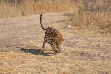 a leopard searching for prey in the grasslands of Namibia's Kalahari Desertの写真素材