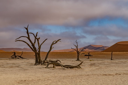 Dead Camelthorn Trees against red dunes and blue sky in Deadvlei, Sossusvlei. Namib-Naukluft National Park, Namibia, Africaの写真素材