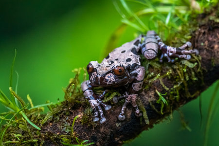 white-brown masked forest frog sitting on a logの写真素材