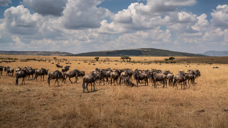 Wildebeest migration, Serengeti National Park, Tanzania, Africaの写真素材
