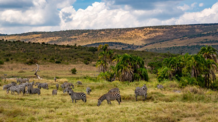 a herd of zebra grazing on the plains of masai mary kenya.の写真素材