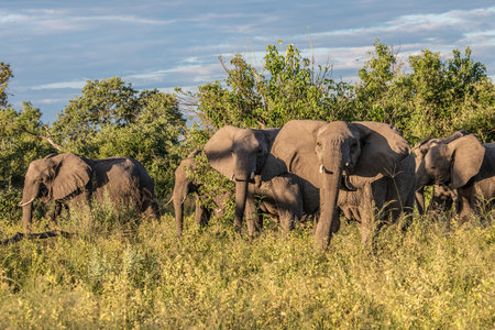 Elephant, loxodonta africana, in the grasslands of Amboseli National Park, Kenya.の写真素材
