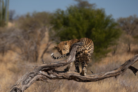 leopard in a tree waiting for prey Africa Kenyaの写真素材