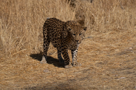 leopard in the African savannah waiting for prey.