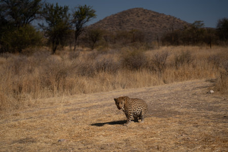 leopard in the African savannah waiting for prey.の写真素材