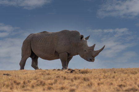 White Rhinoceros Ceratotherium simum Square-lipped Rhinoceros at Khama Rhino Sanctuary, Kenya, Africa.の写真素材