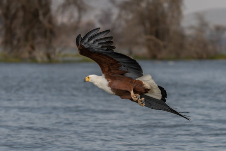 African Fish-eagle, Haliaeetus vocifer, brown bird with white head fly. Eagle flight above the lake...