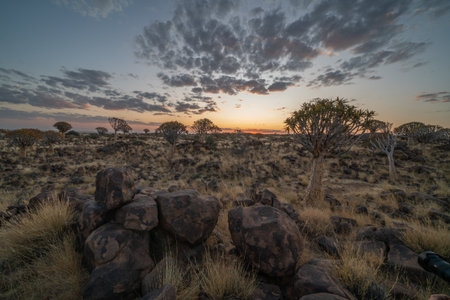 Desert landscape with quiver trees (Aloe dichotoma), Northern Cape, South Africa