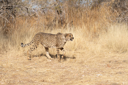 cheetah in the African savannah waiting for prey.の写真素材