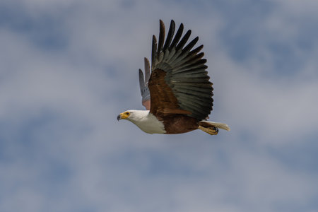African Fish-eagle, Haliaeetus vocifer, brown bird with white head fly. Eagle flight above the lake...