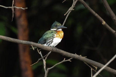 Belted Kingfisher Portrait in Pennsylvaniaの写真素材