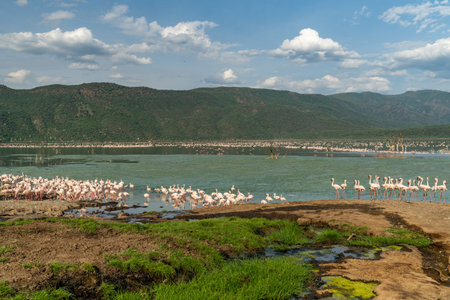 beautiful sunset over the lakes of Baringo with pink flamingos in the foregroundの写真素材