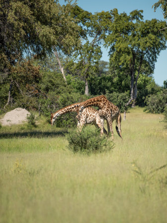 Giraffe Kenya masai mara. Sunset.の写真素材