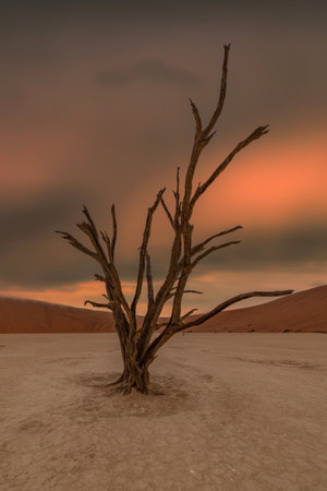 Dead Camelthorn Trees against red dunes and blue sky in Deadvlei, Sossusvlei. Namib-Naukluft National Park, Namibia, Africaの写真素材