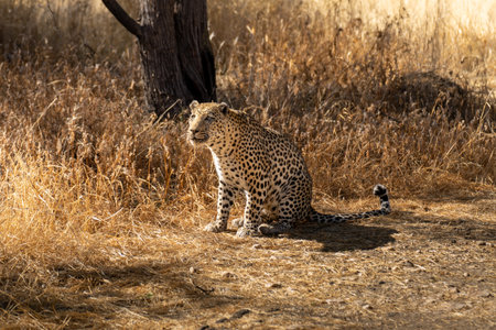 leopard in the African savannah waiting for prey Namibia.の写真素材