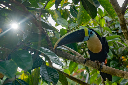 beautiful colored plate-billed mountain toucan (Andigena laminirostris) sitting on the branch very near in the cloud forestの写真素材