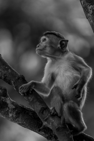 Toque macaque monkey climbs onto a slender tree trunk in the shade of the tropical rain forest.