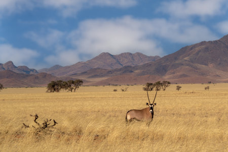 Namibian desert with oryx in the foreground and sand dunes in the backgroundの写真素材