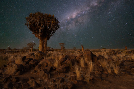 Desert landscape with quiver trees (Aloe dichotoma), Northern Cape, South Africa foreground moonlit background milky wayの写真素材