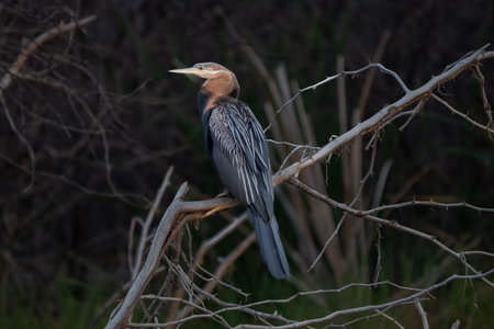 Heron sitting on a branchの写真素材