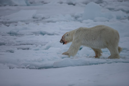 Polar Bear Spitsbergen North Ocean