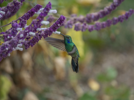 Green Violet-ear (Colibri thalassinus) hummingbird in flightの写真素材