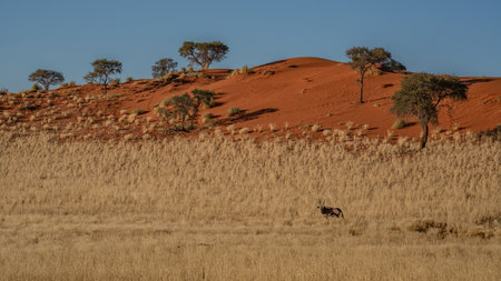 Namibian desert with oryx in the foreground and sand dunes in the background Namibiaの写真素材