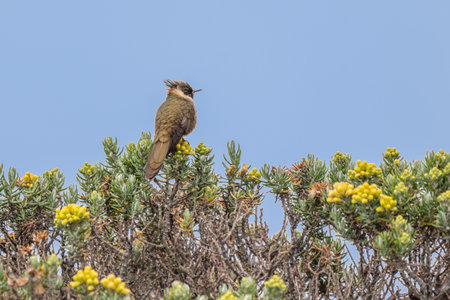 Bearded Helmet-crest, Oxypogon guerinii stuebelii, beautiful crest hummingbird from Colombia. Bird from Los Nevados National Park. Animal in the nature habitat.の写真素材