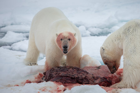 Polar Bear (Ursus maritimus) Spitsbergen North Ocean