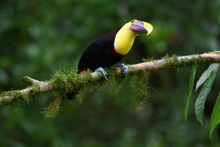 Keel-billed Toucan - Ramphastos sulfuratus, large colorful toucan from Costa Rica forest with very colored beak.の写真素材