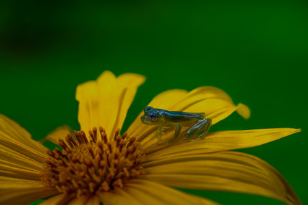 Teratohyla spinosa glass frog (spiny cochran frog) of the family of centrolenidae on a green leaf in the jungle of Costa Rica. Found in the jungle of Tortuguero national park.の写真素材