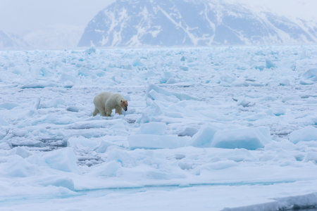 Polar Bear (Ursus maritimus) Spitsbergen North Oceanの写真素材