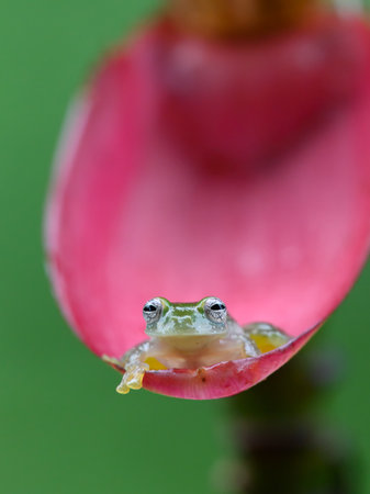 Reticulated Glass Frog - Hyalinobatrachium valerioi, beautiful small green and yellow frog from...