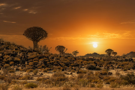 Desert landscape with quiver trees (Aloe dichotoma), Northern Cape, South Africaの写真素材