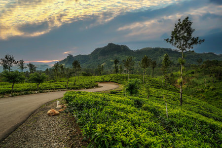 beautiful tea plantations in the mountains.の写真素材