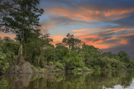 The green mangrove forests in the Cauvery delta off the village of Pichavaram near the town of Chidambaram in Tamil Naduの写真素材