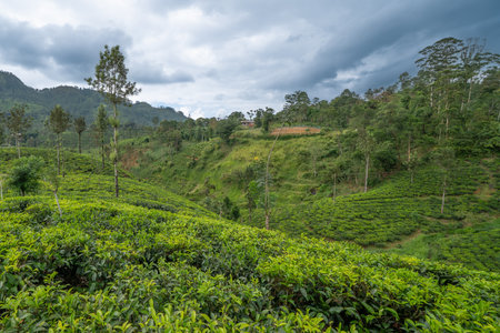 beautiful tea plantations in the mountains. Sri Lankaの写真素材