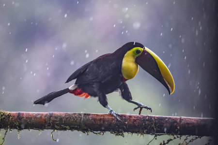 Keel-billed Toucan - Ramphastos sulfuratus, large colorful toucan from Costa Rica forest with very colored beak.の写真素材