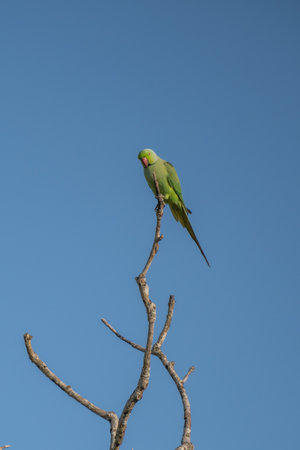 The rose-ringed parakeet (Psittacula krameri), known as the ring-necked parakeet, is a gregarious...