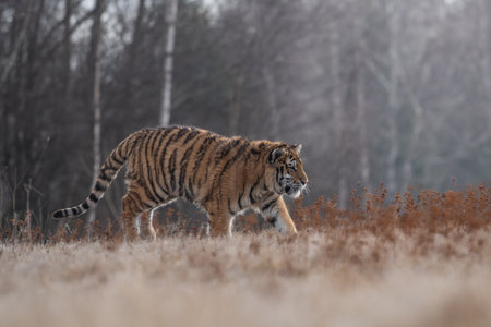 Tiger running. Beautiful, dynamic and powerful photo of this majestic animal. Set in an environment typical for this amazing animal. Birches and meadowsの写真素材